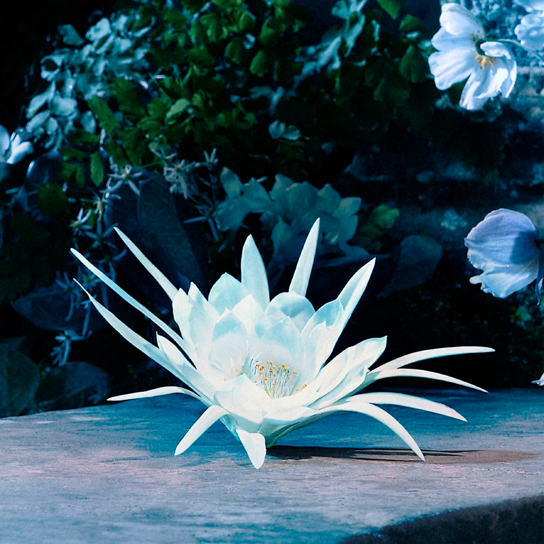 Miniature 5